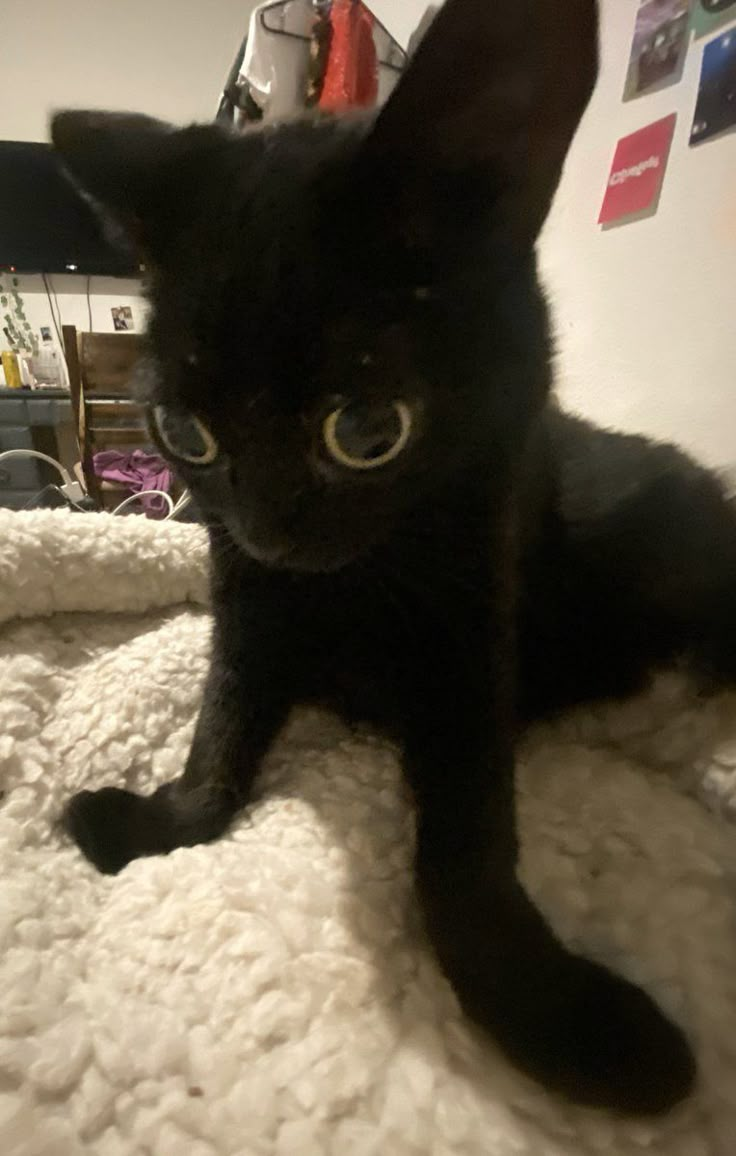 a black cat sitting on top of a white blanket