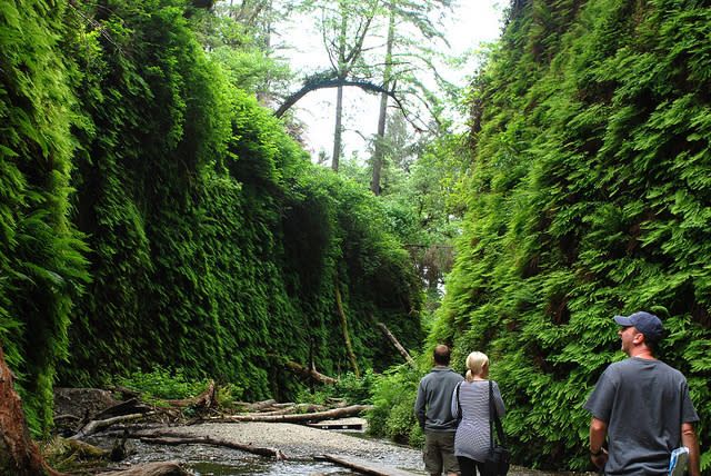 two people are walking down a path in the middle of an area covered with green plants