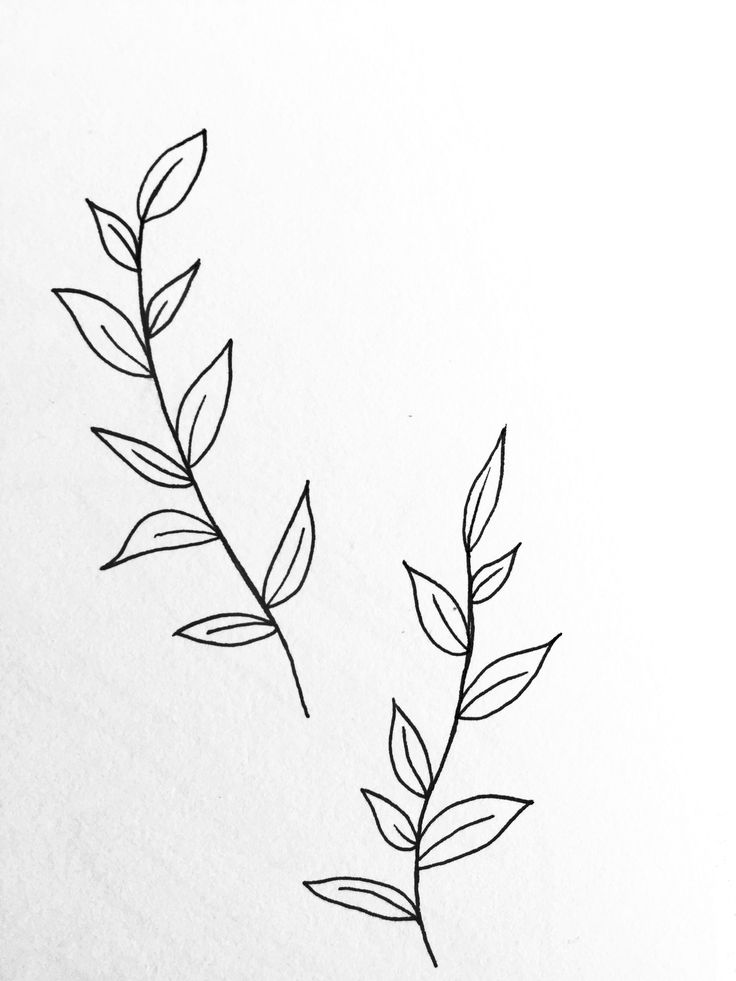 two leaves are shown in black ink on white paper