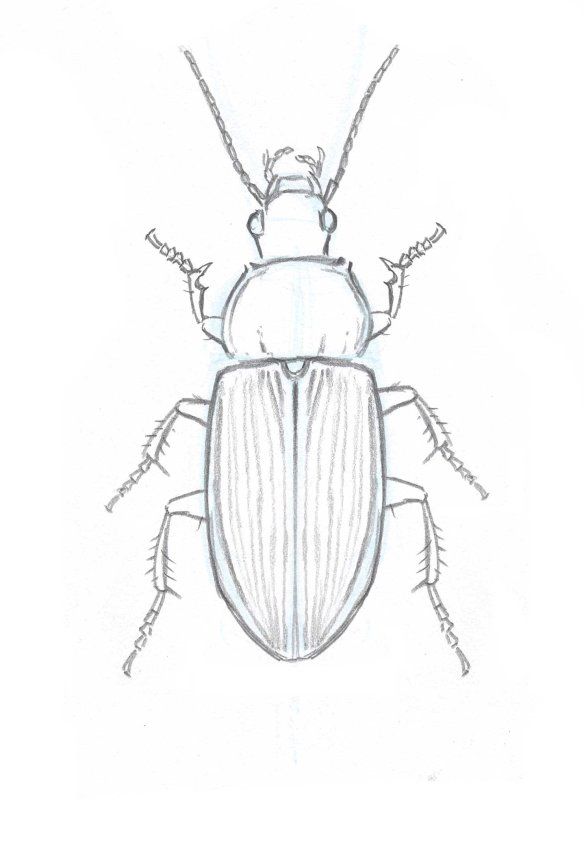 a drawing of a bug on a white background