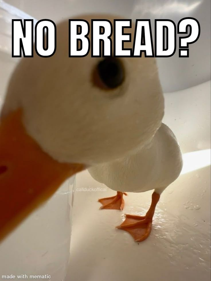 Duck meme A Duck, Bread, White, Art