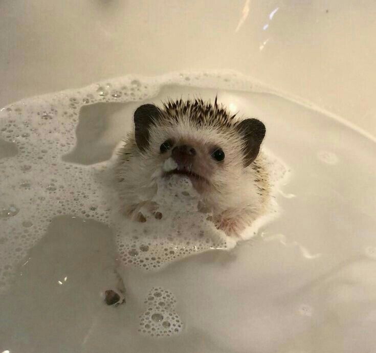 a hedgehog in a bathtub with bubbles