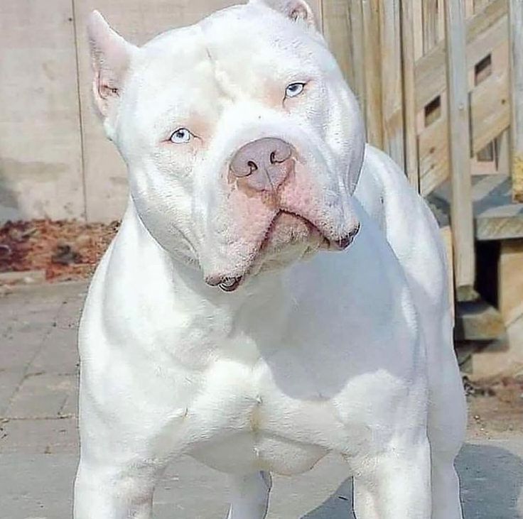 a white pitbull standing on top of a cement ground next to a wooden fence