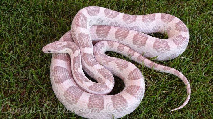 a pink and white snake is laying on the grass with its head turned to the side