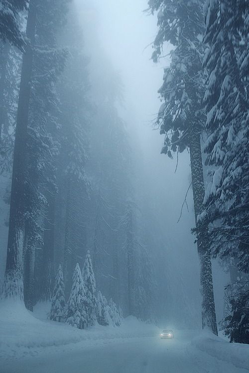 a car driving down a snow covered road in the middle of some tall pine trees