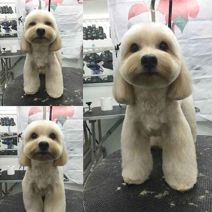 four pictures of a dog sitting on top of a table