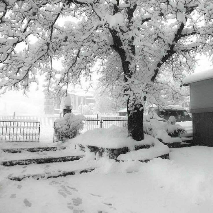 a snow covered tree next to a fire hydrant