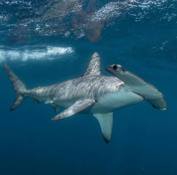 a large white shark swimming in the ocean