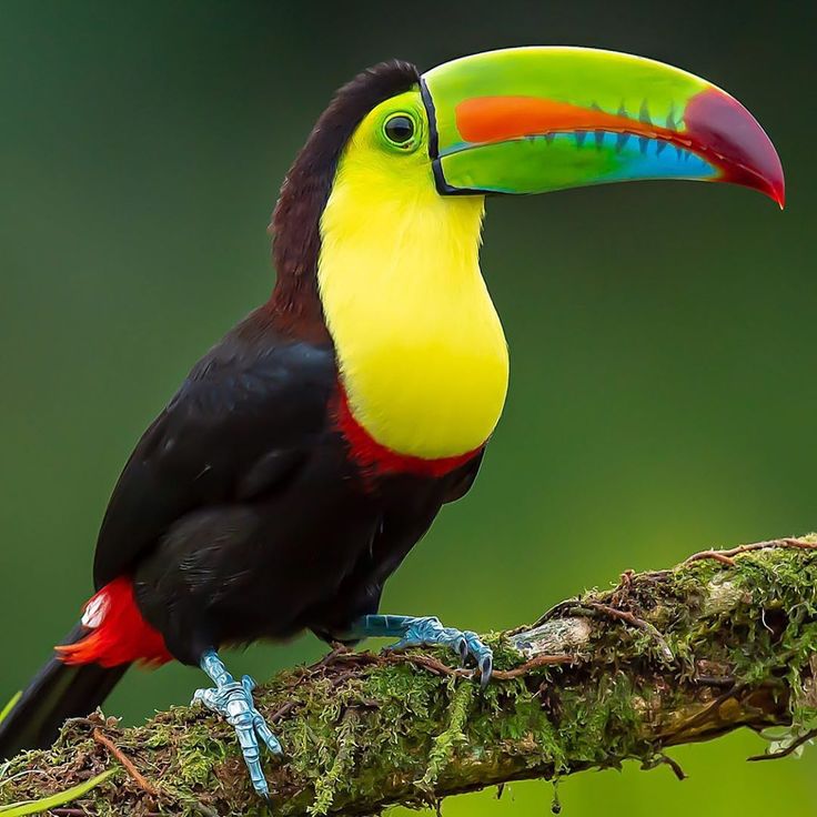 a colorful toucan sitting on top of a tree branch