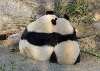 a panda bear sitting on top of a pile of logs with a quote about an open heart is an open mind