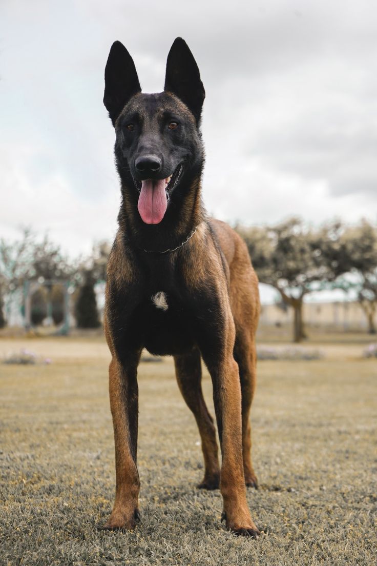 a large brown dog standing on top of a dry grass covered field with trees in the background