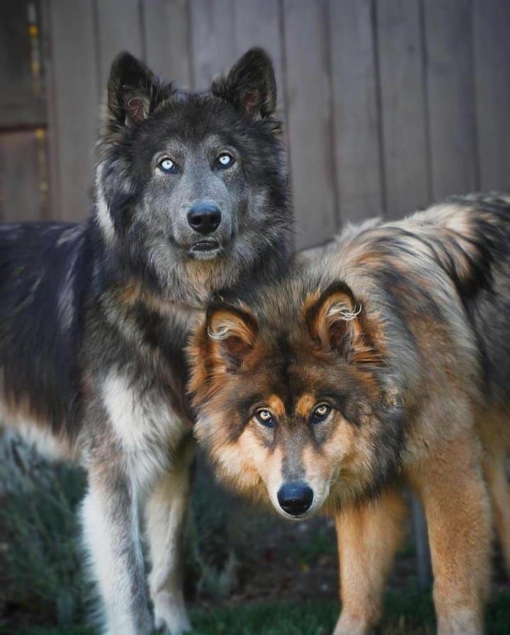 two dogs standing next to each other in the grass