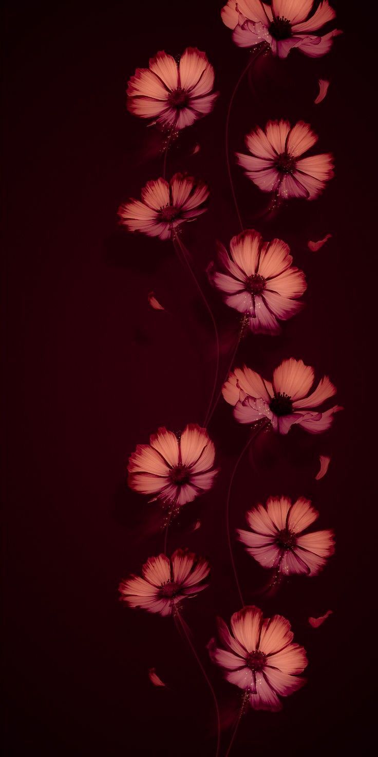 pink flowers are shown against a dark red background with the shadow of leaves on it