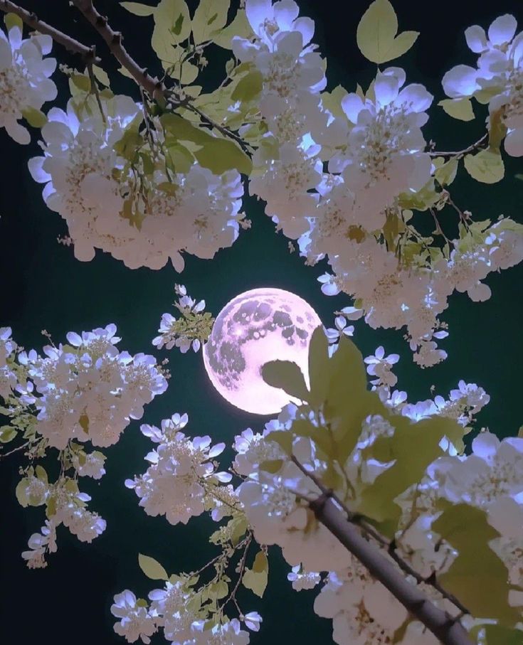 the full moon shines brightly through the branches of blossoming trees in this photo