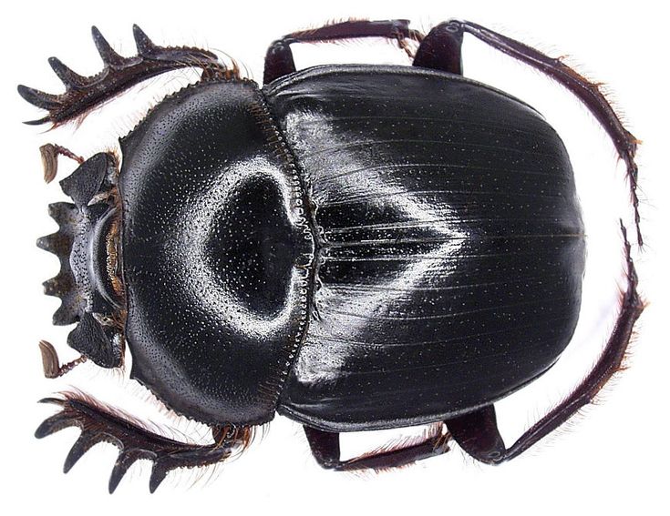 a close up of a black beetle with spikes on it's back