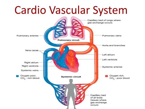 diagram of the human heart and its major organ systems, labeled in red with caption