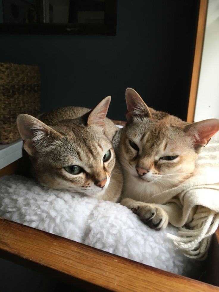 two cats laying on top of a white blanket