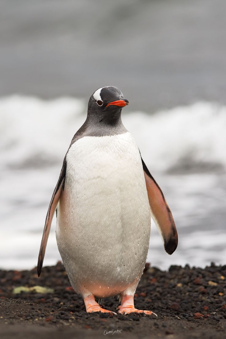 a penguin standing on the beach next to the ocean