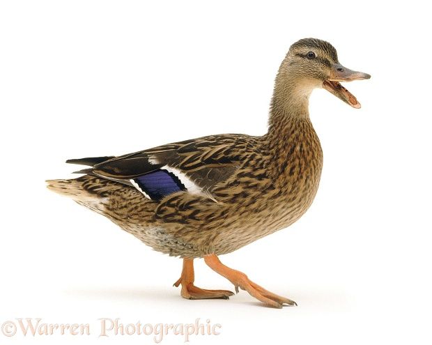 a duck with its mouth open standing in front of a white background