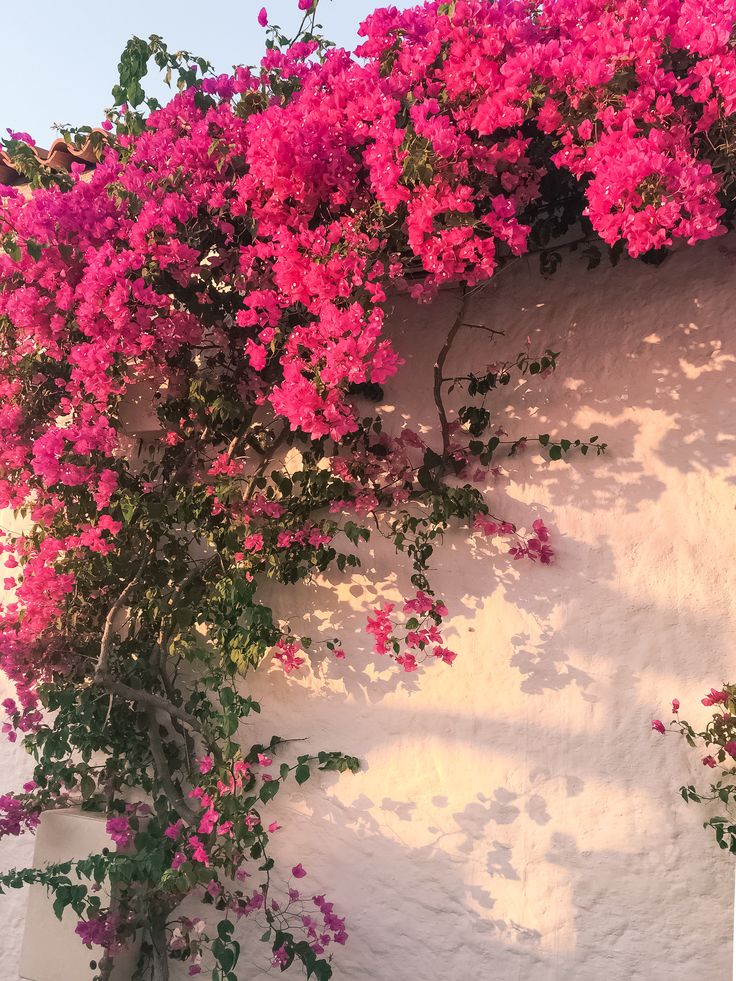 pink flowers growing on the side of a white building