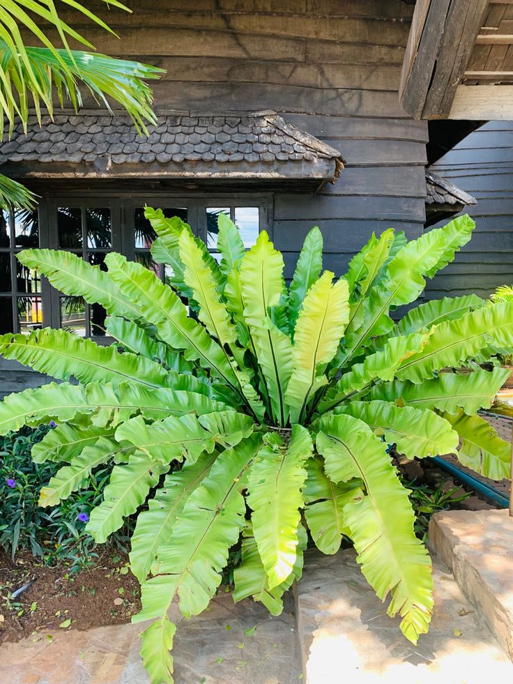 a large green plant sitting in front of a house