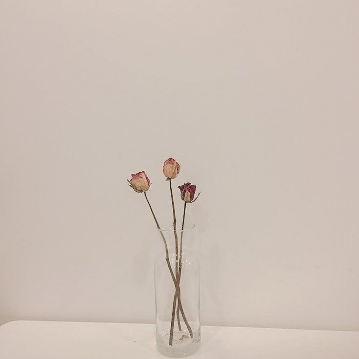 three pink flowers in a clear vase on a white surface with no one around them