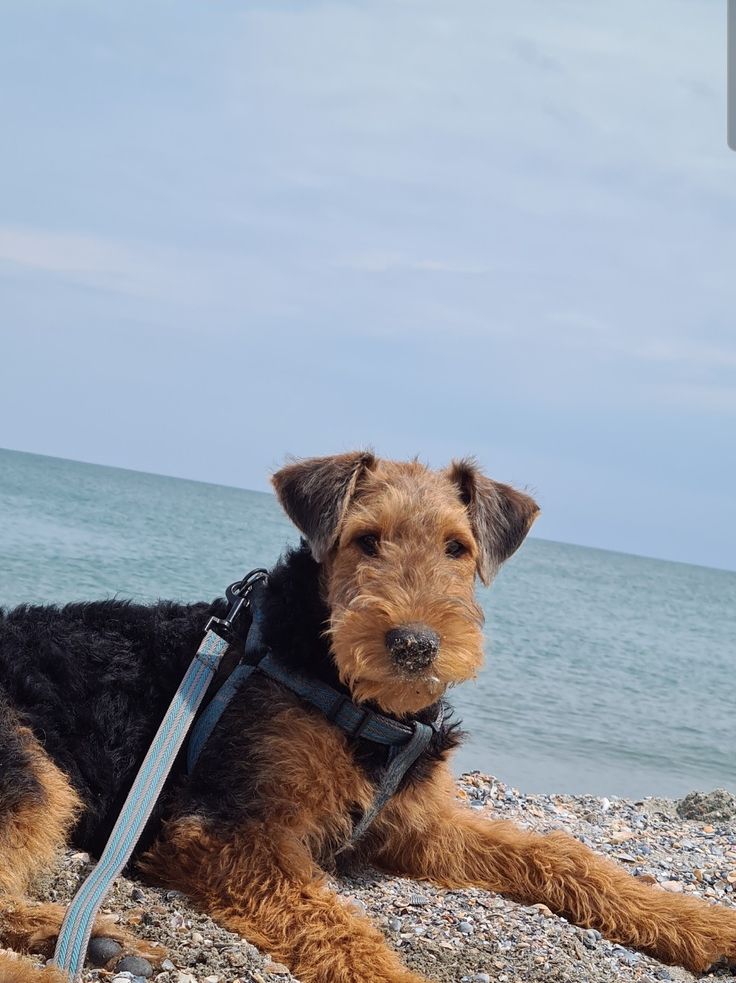 a brown and black dog laying on top of a rocky beach