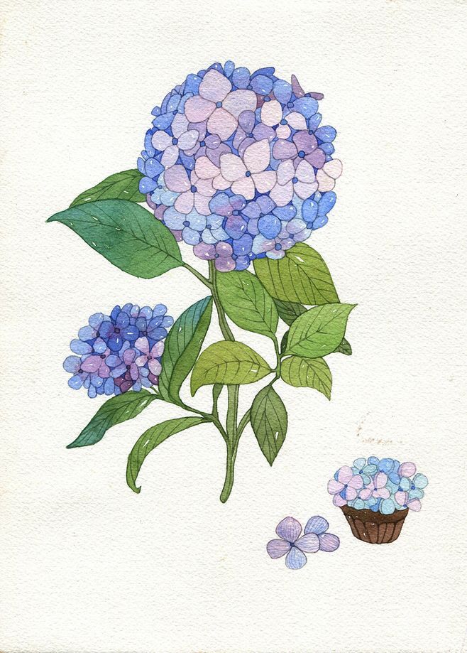 a watercolor painting of blue hydrangeas and a cupcake