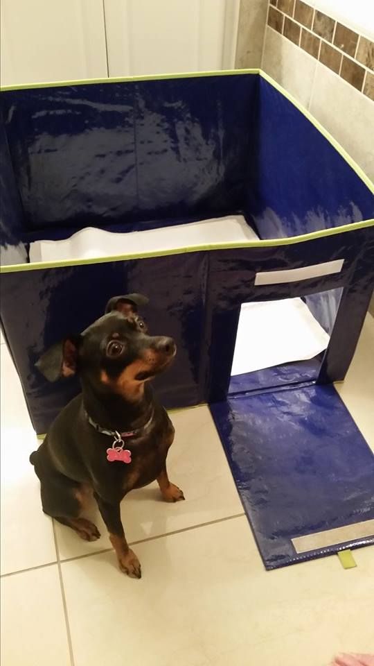 a small dog sitting in front of a blue pet house