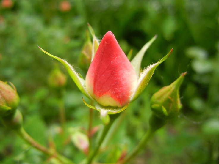 black and white photograph of a red rose bud