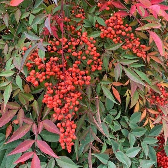 red berries are growing on the branches of a tree