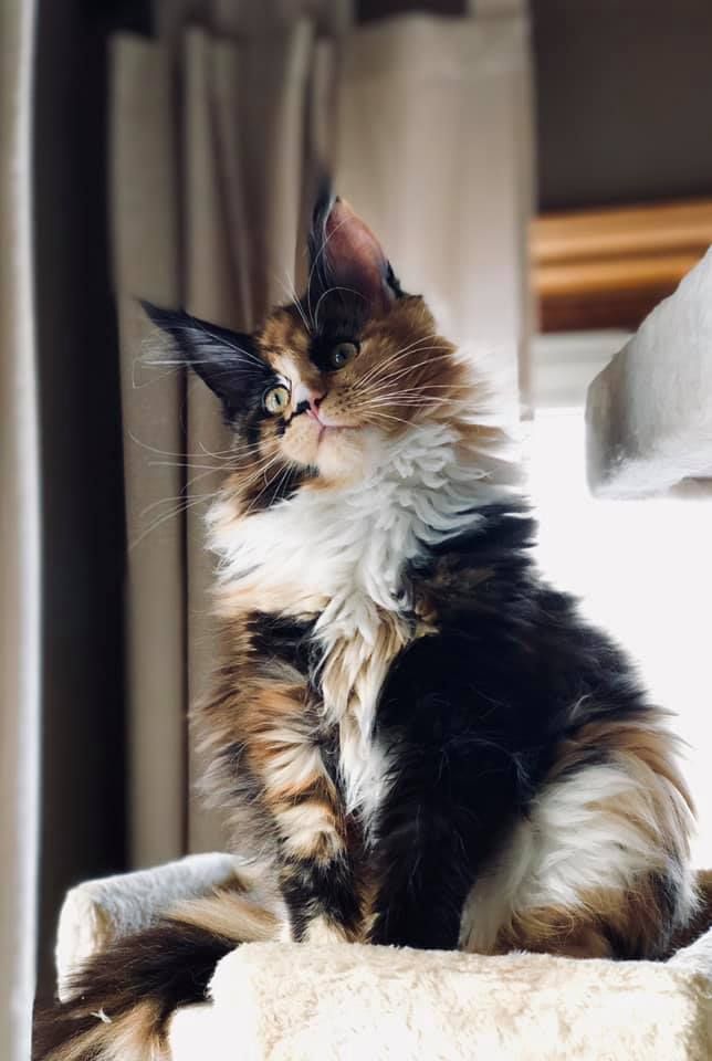 a cat sitting on top of a window sill