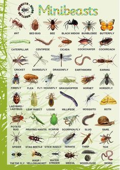 a poster with many different types of bugs