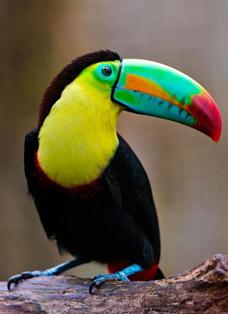 a colorful toucan sitting on top of a tree branch