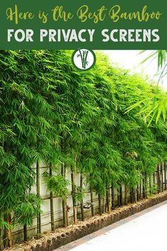 a row of bamboo trees with the words here is the best bamboo for privacy screens