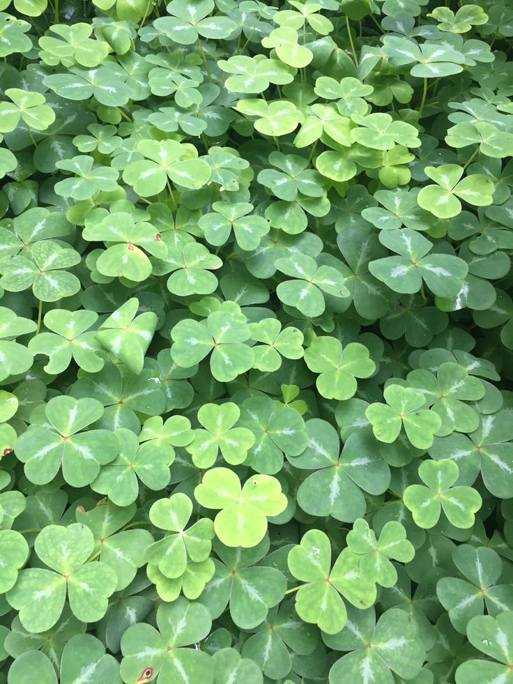 many green leaves are growing in the ground