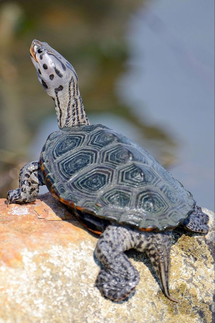 a small turtle sitting on top of a rock