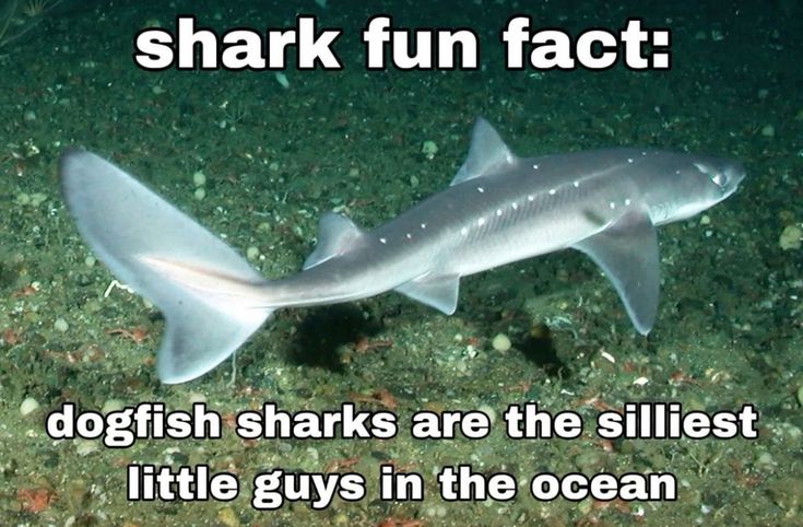 a shark that is laying down on the ocean floor with captioning about it