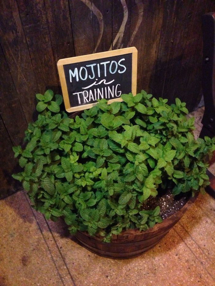 a potted plant with a sign that says mojitos training