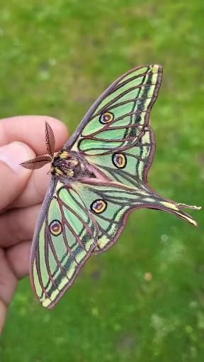 a small green butterfly sitting on top of someone's hand in front of some grass