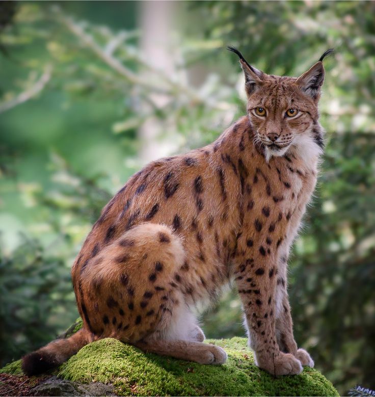 a large brown and black cat sitting on top of a moss covered rock