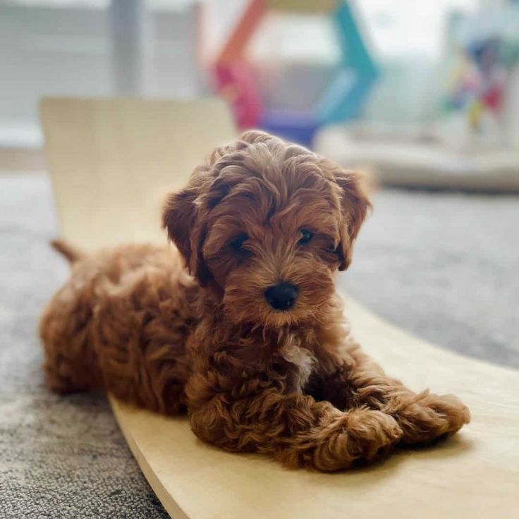 a small brown dog laying on top of a wooden floor