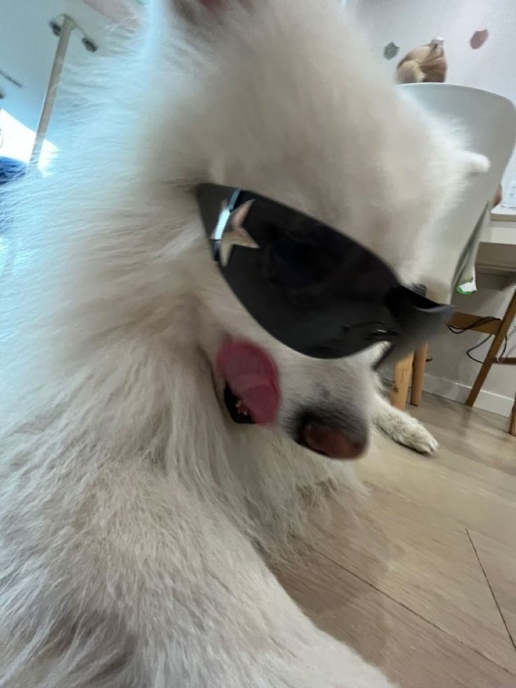 a white dog wearing sunglasses on top of it's head