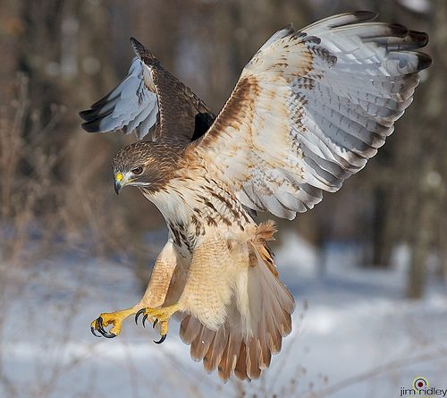 an eagle flying through the air with it's wings spread out in front of snow covered trees