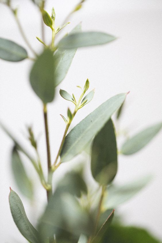 a close up view of some green leaves