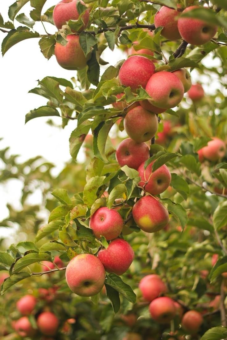 an apple tree filled with lots of red apples