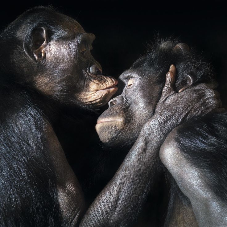 two chimpan monkeys are touching each other's face with their hands in front of them