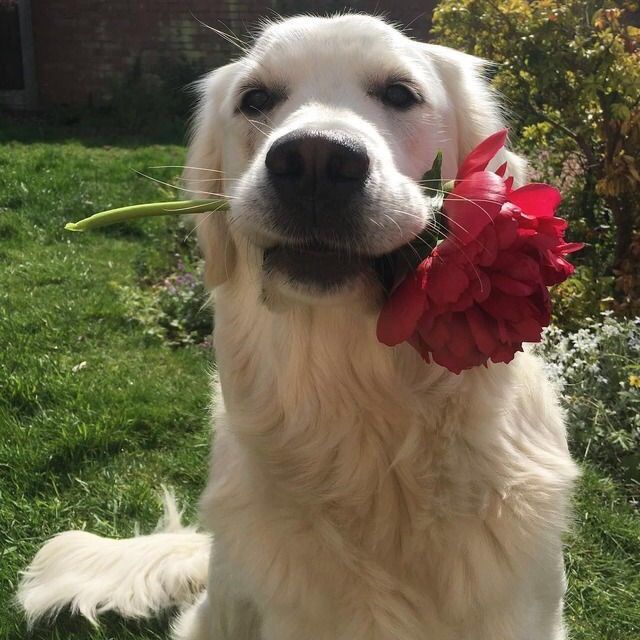 a white dog with a red flower in its mouth sitting on the grass and looking at the camera