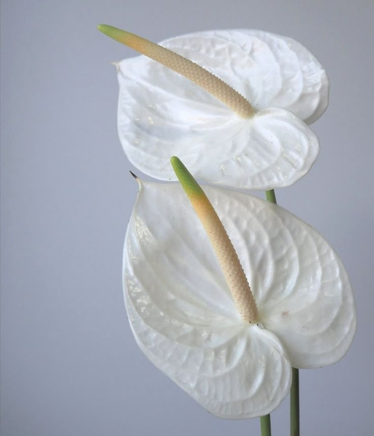 two white flowers with green stems in front of a gray background