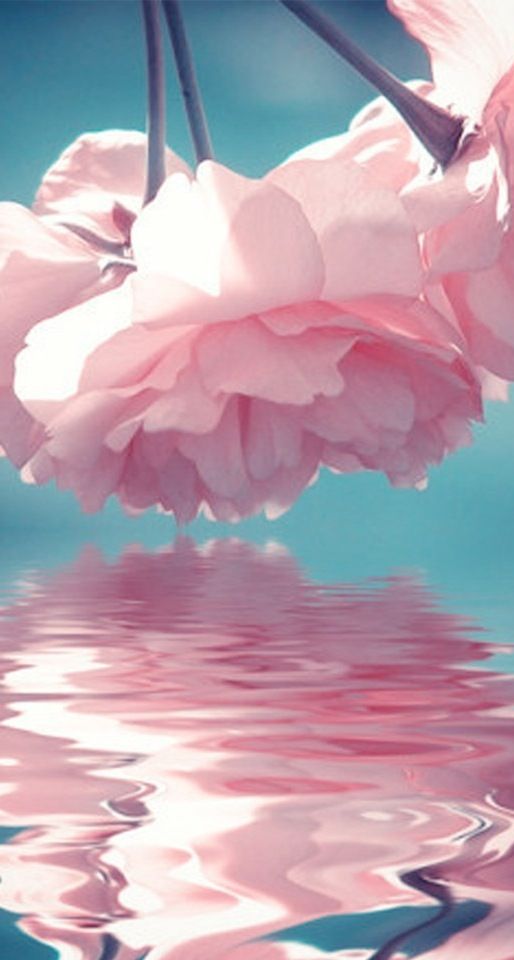 a pink flower floating on top of water